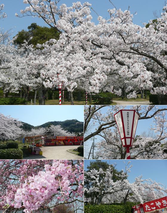 2014米子桜まつり画像