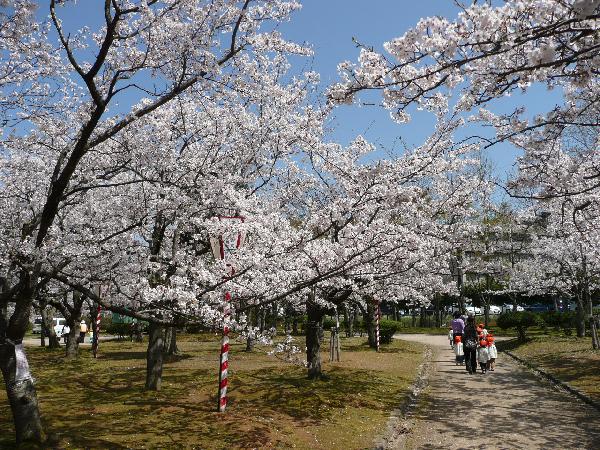 2014米子桜まつり2