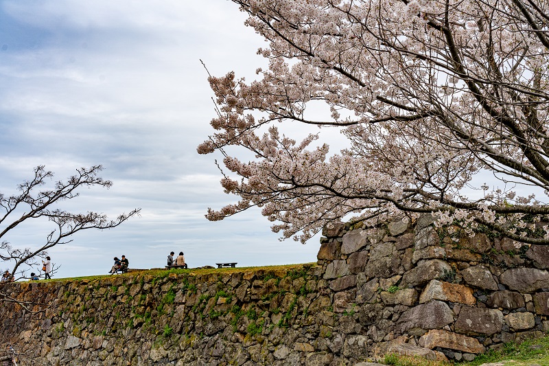 米子城桜
