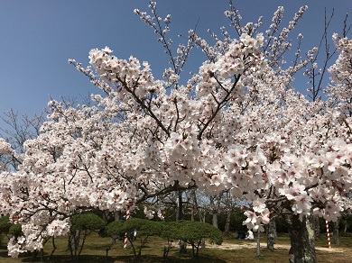 米子城跡桜