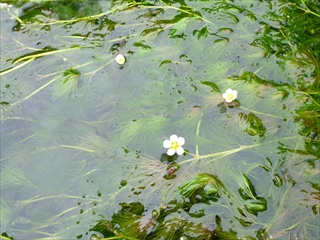 梅花藻アイコン