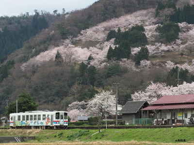 若桜鉄道桜