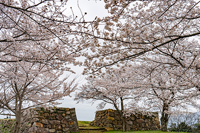 米子城桜2