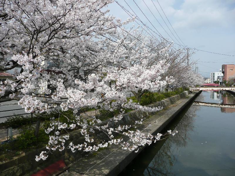 加茂川沿いの桜