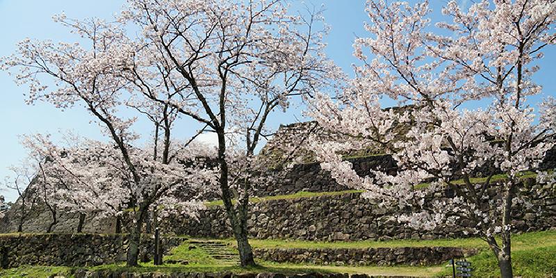 米子城の桜