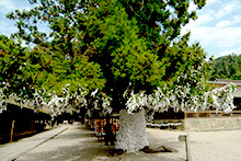 Izumo Shrine