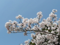 米子桜まつりアイコン