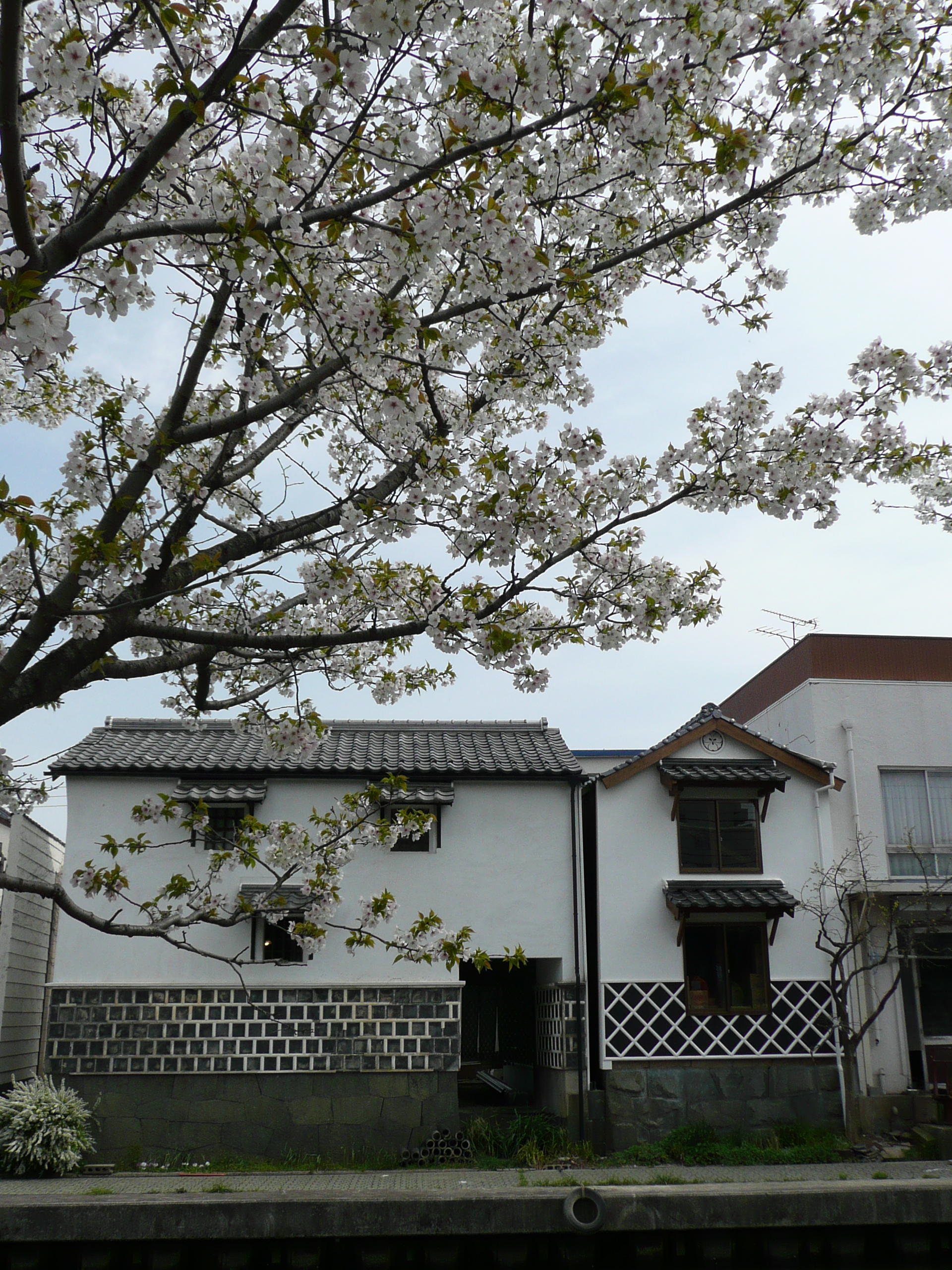 旧加茂川沿いの桜3