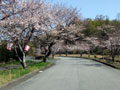福市遺跡公園の桜_icon