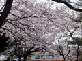 義方小学校の桜