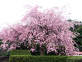 湊山公園の桜1