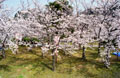 湊山公園の桜2