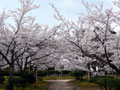 湊山公園の桜3