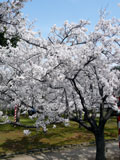 湊山公園の桜4