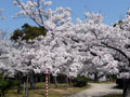 湊山公園の桜5