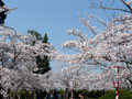 湊山公園の桜6