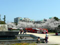 湊山公園の桜7