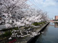 旧加茂川沿いの桜1
