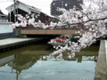 旧加茂川沿いの桜2_icon