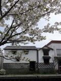 旧加茂川沿いの桜3