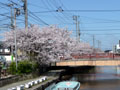 旧加茂川沿いの桜4