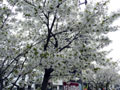 旧加茂川沿いの桜5_icon