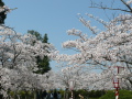 米子桜まつり