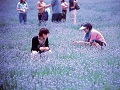 【蒜山】ラベンダー収穫祭_icon