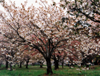 cherry blossom view spots