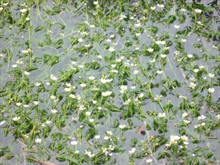 本宮梅花藻