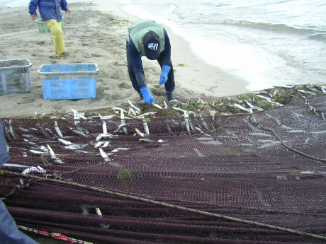 Beach seining tour