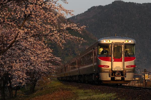 夜明け桜
