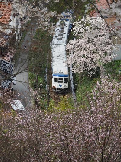 桜に囲まれて