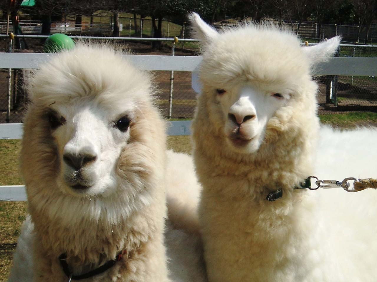 大山トム・ソーヤ牧場