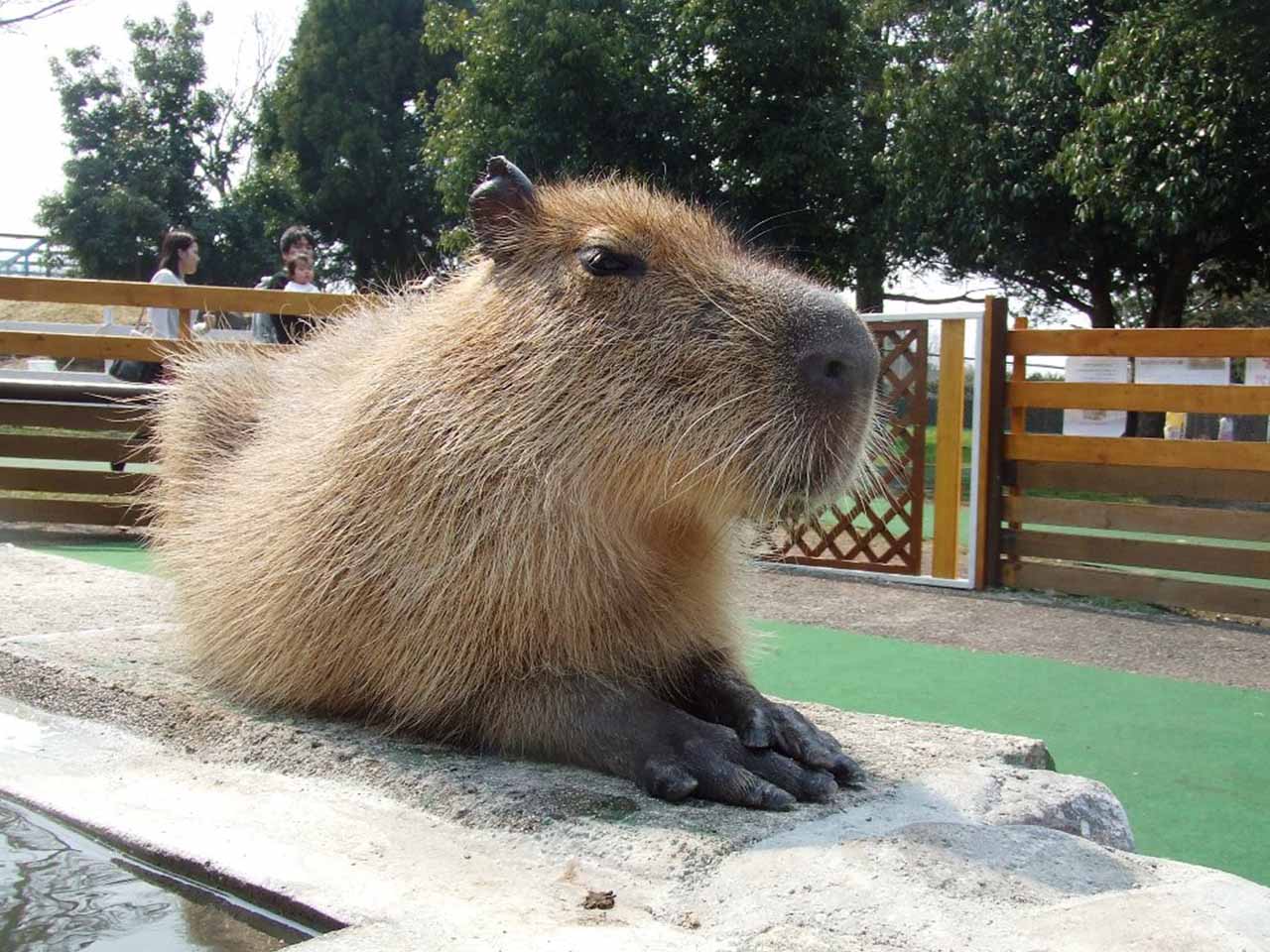 大山トム・ソーヤ牧場