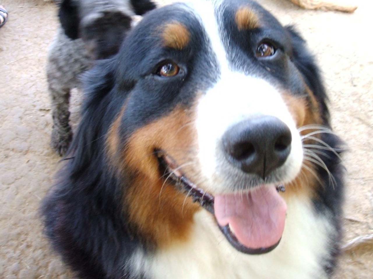 大山トム・ソーヤ牧場